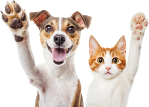 Adopta un perro o gato en fundacion salvando patitas madrid cundinamarca@3x