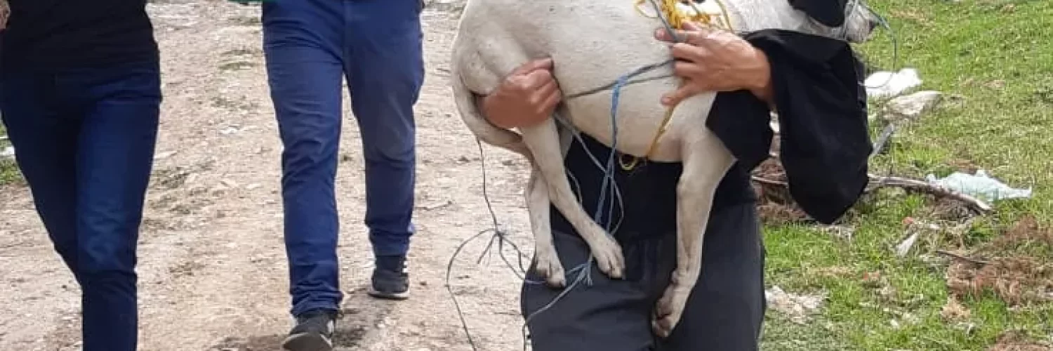 VOLUNTARIADO en fundacion salvando patitas madrid cundinamarca_8
